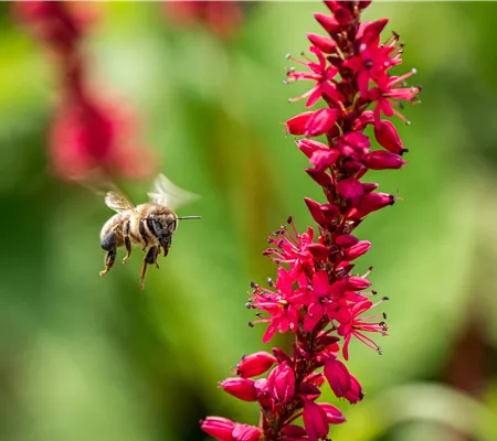 Bienenfreundliche Balkonpflanzen für Bienensnacks in der Stadt