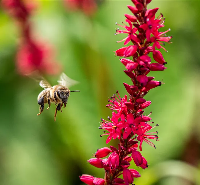 Bienenfreundliche Balkonpflanzen für Bienensnacks in der Stadt