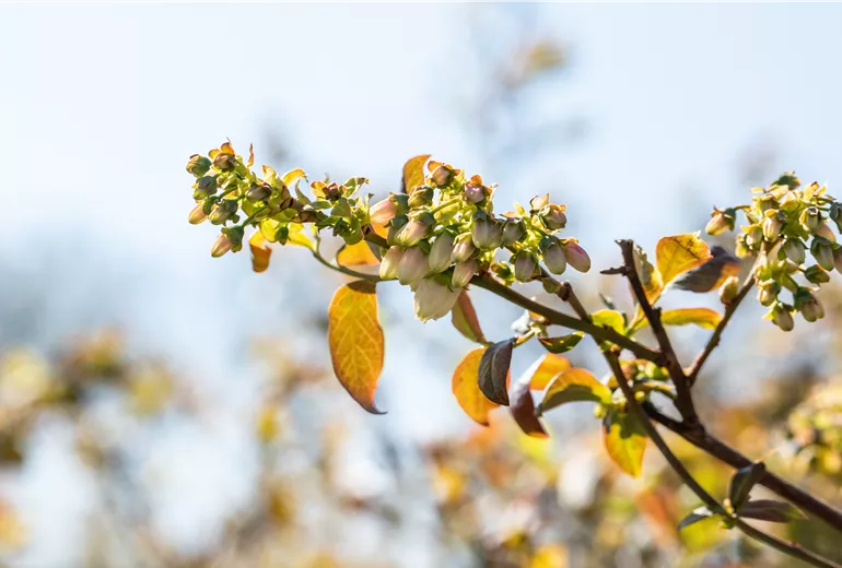 Vaccinium corymbosum 'Meader'