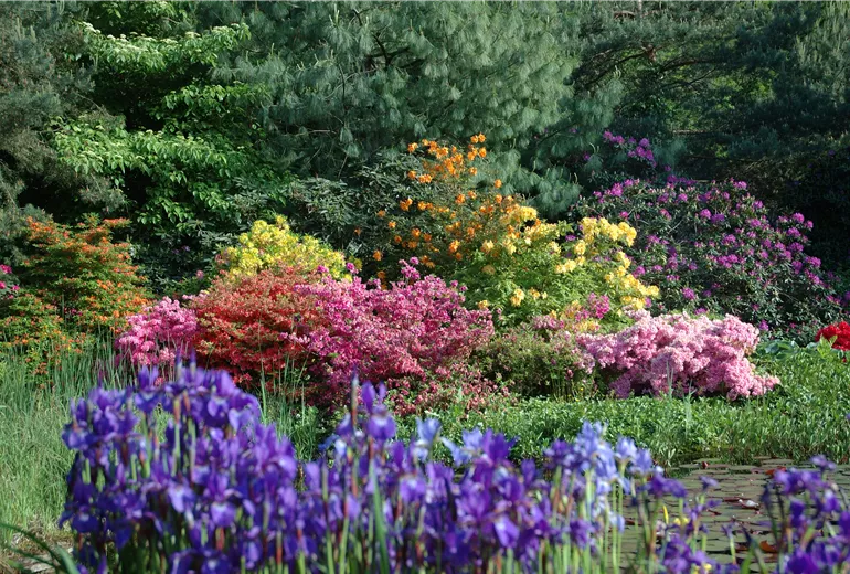 Gartengestaltung mit Rhododendron