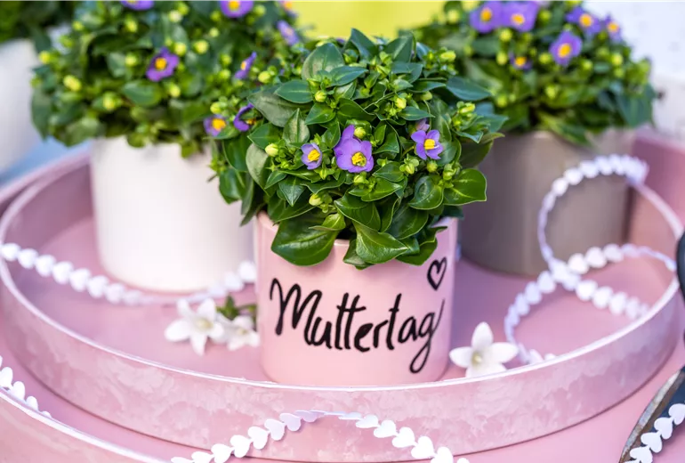 Muttertag - Bepflanzte Töpfe mit Aufschrift