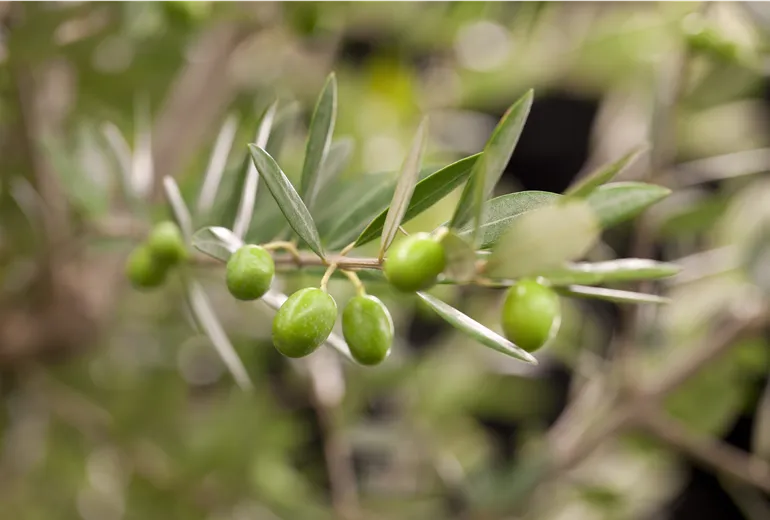 Olea europaea