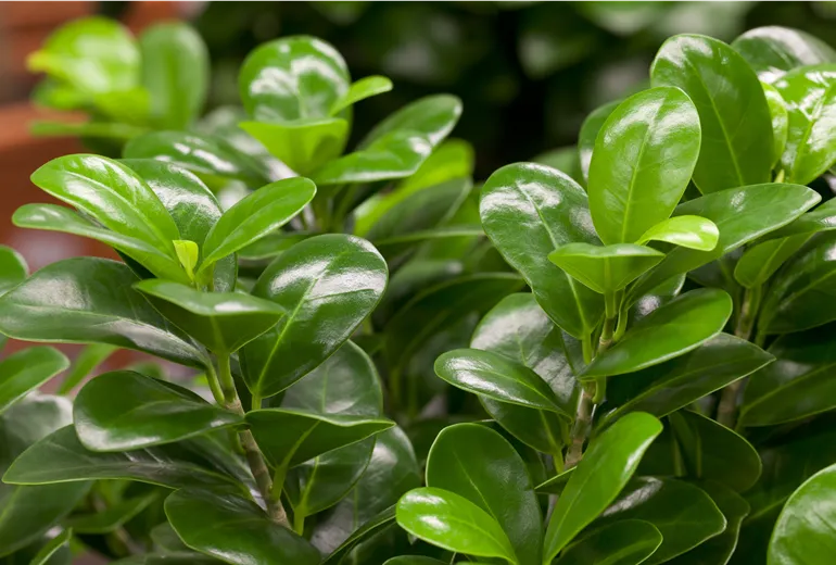 Ficus microcarpa