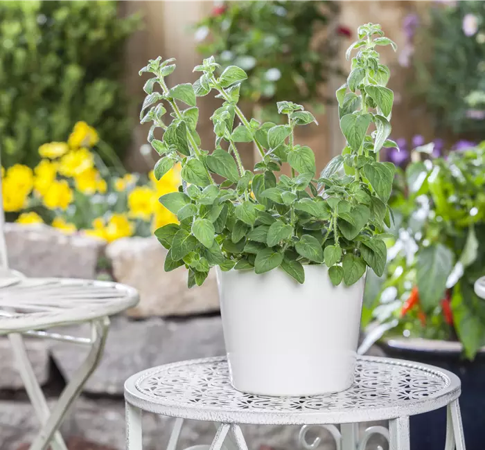 Mediterrane Kräuter im eigenen Garten – Genuss für alle Sinne