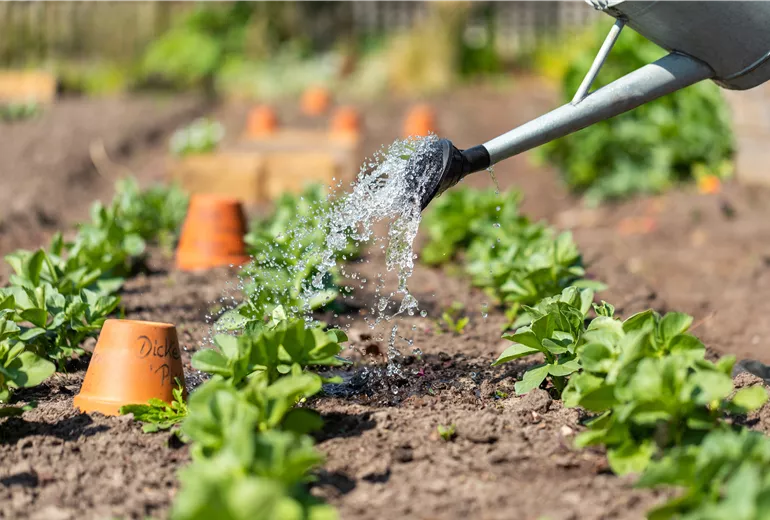 Gießkanne im Beet