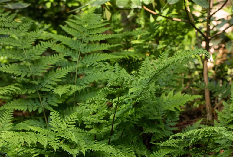 Dryopteris