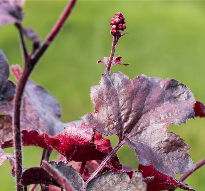 Silberglöckchen - Einpflanzen im Garten