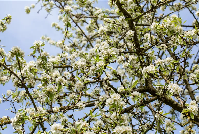 Pyrus