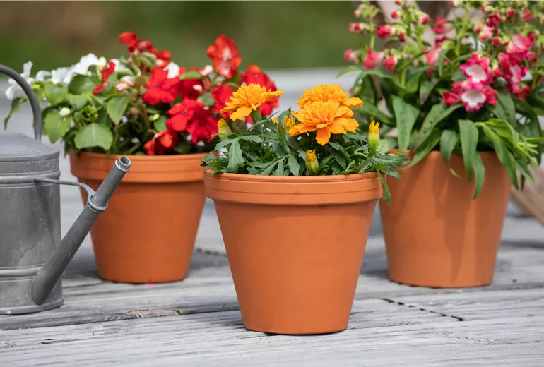 Tagetes patula