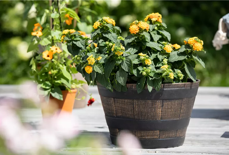 Lantana camara