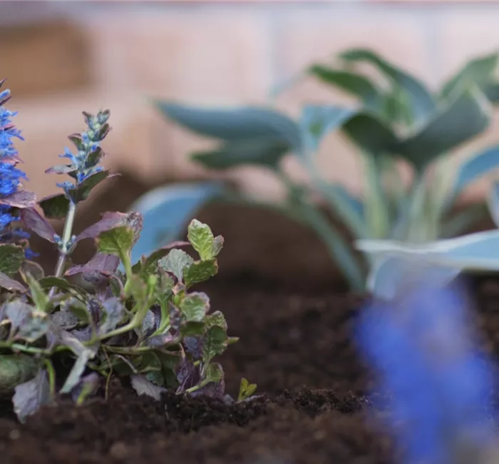 Kriechender Günsel - Einpflanzen im Garten