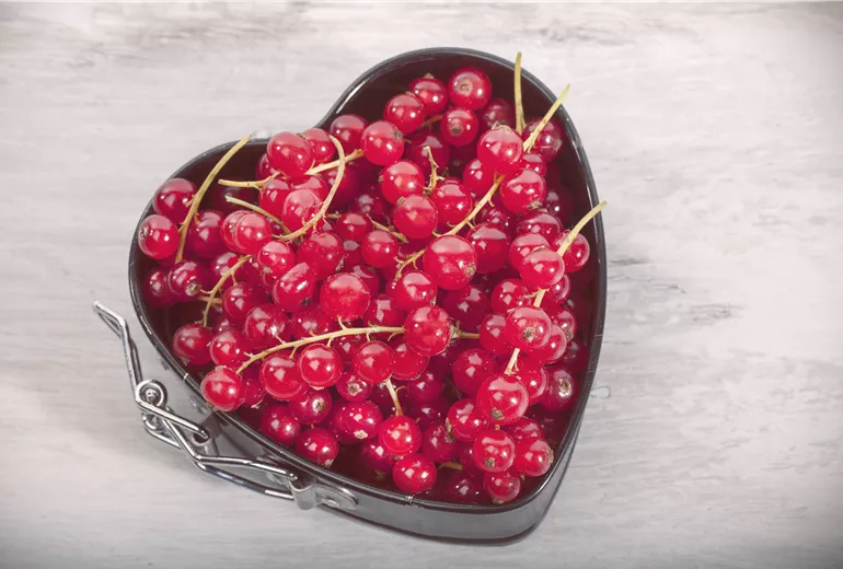 Ribes rubrum