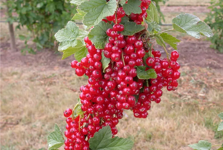 Ribes rubrum