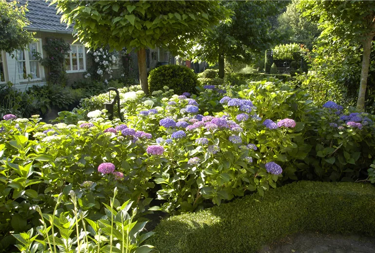 Garten mit Hortensien