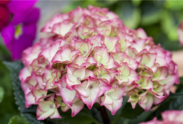 Hydrangea macrophylla, zweifarbig
