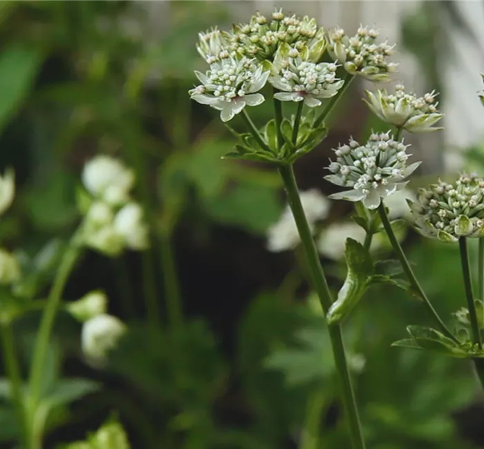 Sterndolde - Einpflanzen im Garten