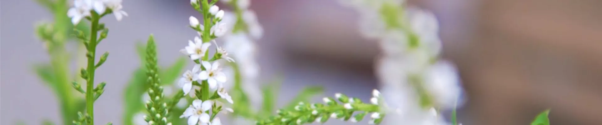 Schneefelberich - Einpflanzen im Garten (thumbnail)