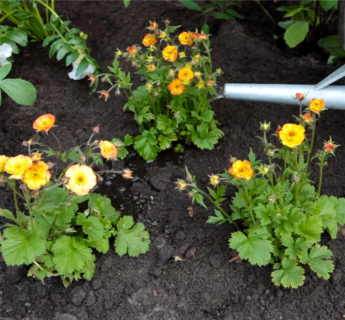 Nelkenwurz - Einpflanzen im Garten