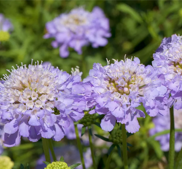 Taubenskabiose - Einpflanzen im Garten