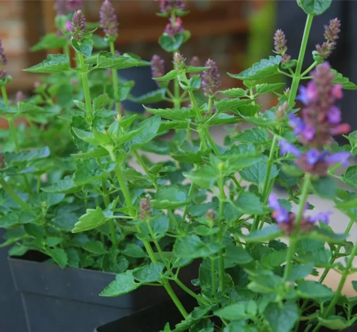 Duftnessel - Einpflanzen im Garten