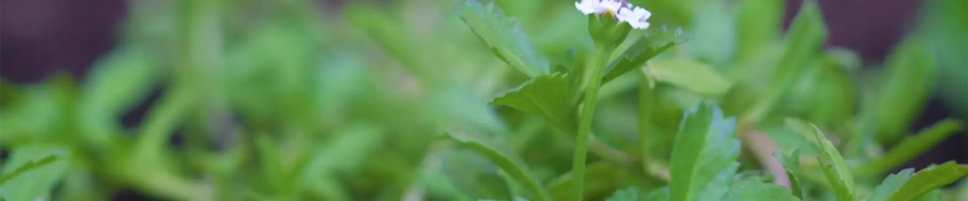 Teppichverbene - Einpflanzen im Garten (thumbnail)