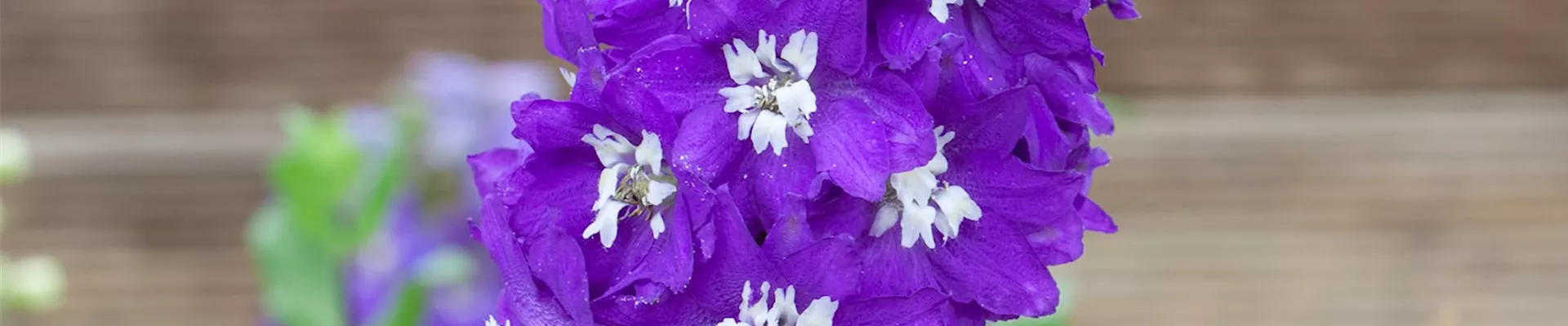 Rittersporn - Einpflanzen im Garten (thumbnail)