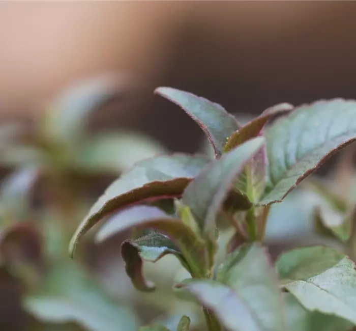 Minzblättrige Indianernessel - Einpflanzen im Garten