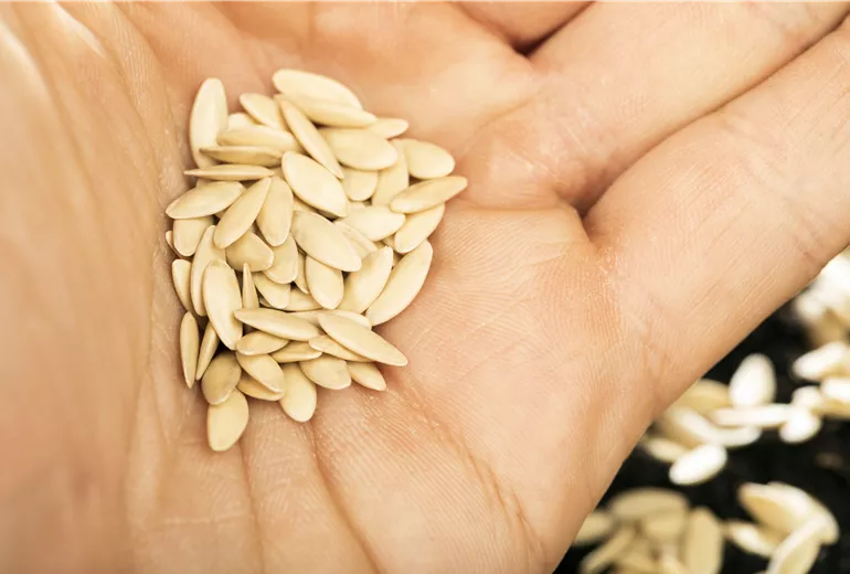 Samen auf Handfläche