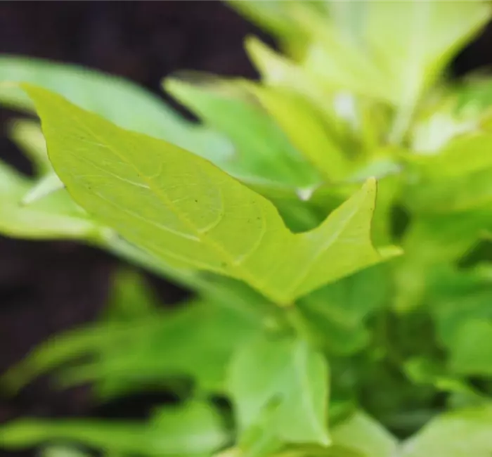 Zier Süßkartoffel - Einpflanzen im Garten