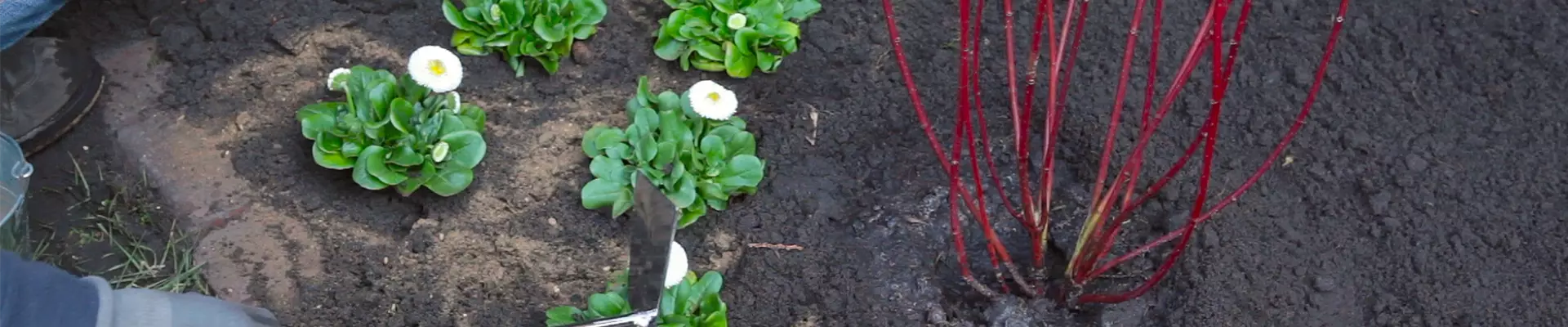 Gänseblümchen - Einpflanzen im Garten (thumbnail)