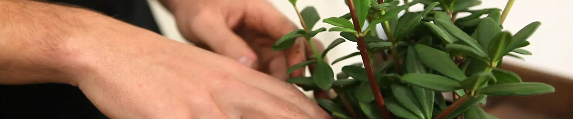 Peperomia - Einpflanzen in ein Gefäß (Thumbnail)