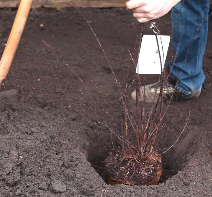 Strauchspiere - Einpflanzen im Garten