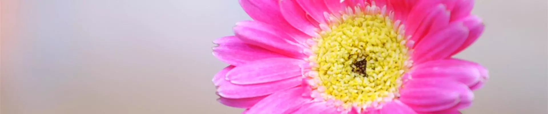 Gerbera -Einpflanzen im Garten (Thumbnail)