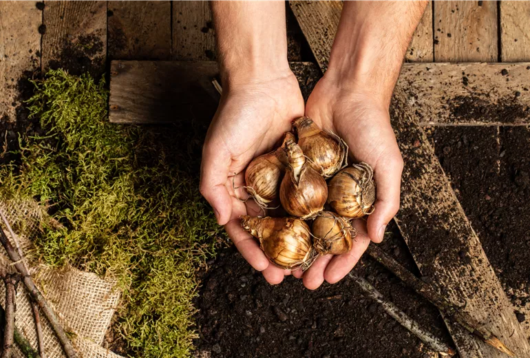 Narzissenzwiebeln