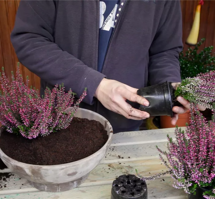 Knospenheide - Einpflanzen in ein Gefäß