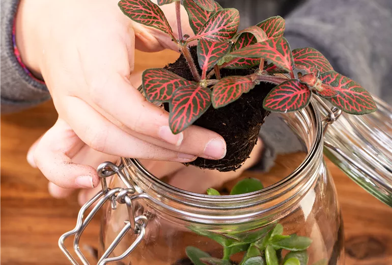 DIY: Biotop im Glas
