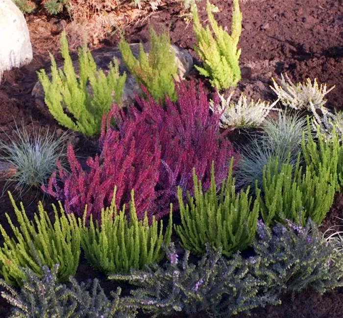 Ein Heidebeet anlegen