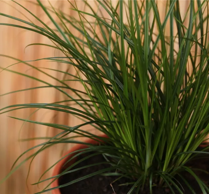 Gartensegge - Einpflanzen in ein Gefäß