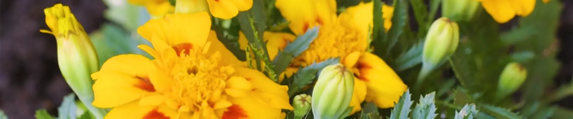 Studentenblume - Einpflanzen im Garten (thumbnail2)