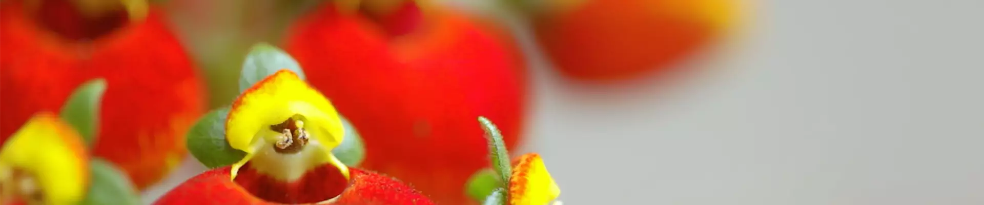 Pantoffelblume - Einpflanzen im Garten (Thumbnail)
