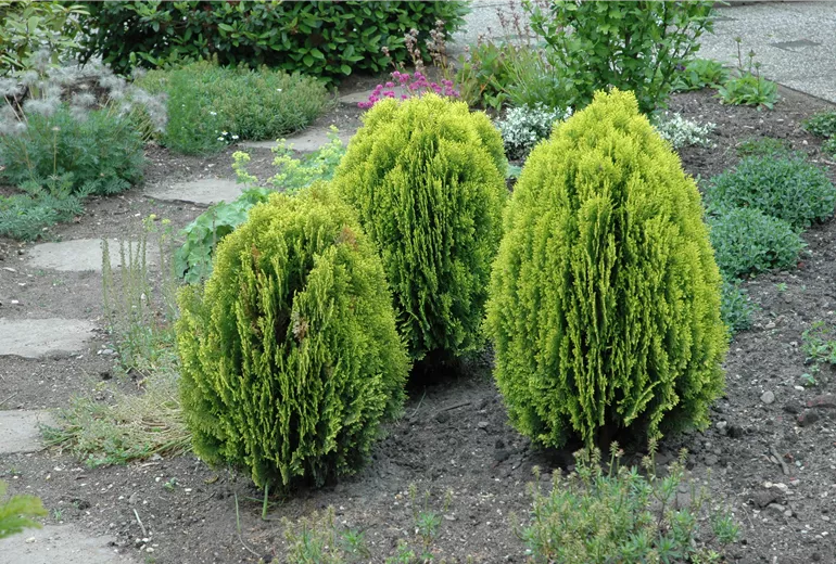 Thuja