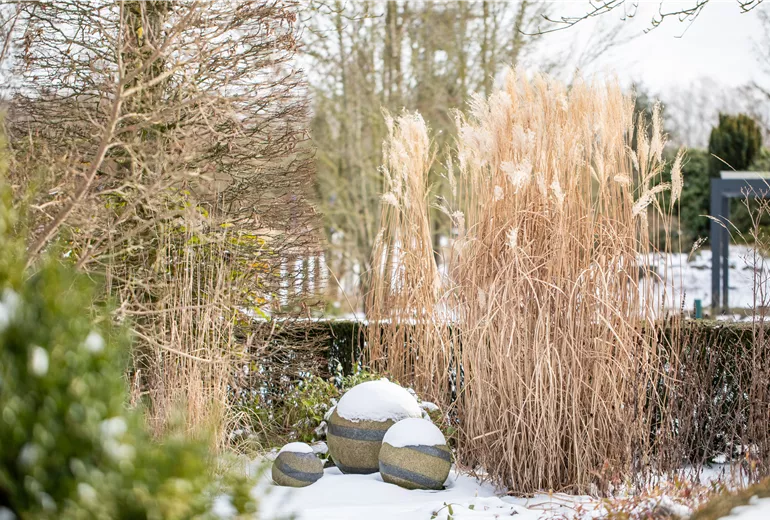 Winter - Gräser im Schnee