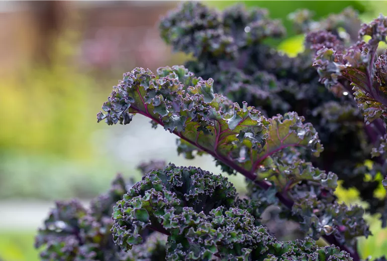 Brassica oleracea var. sabellica, rot