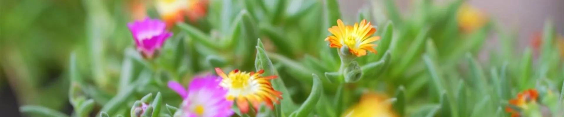 Mittagsblume - Einpflanzen im Garten (Thumbnail)