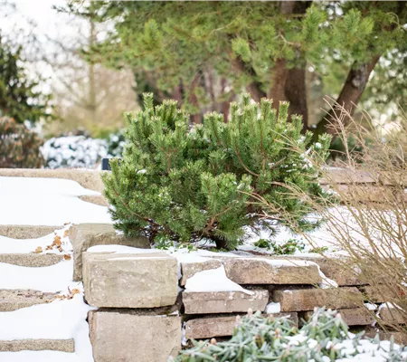 Gartenarbeit im Februar: Tipps für einen erfolgreichen Start 