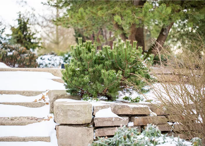 Gartenarbeit im Februar: Tipps für einen erfolgreichen Start 