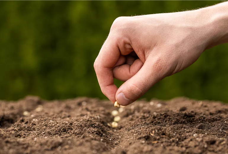 Aussaat - Samen in Erde legen