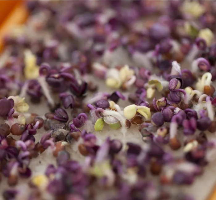 Klein, aber oho: Die besten Tipps für den Anbau von Microgreens!