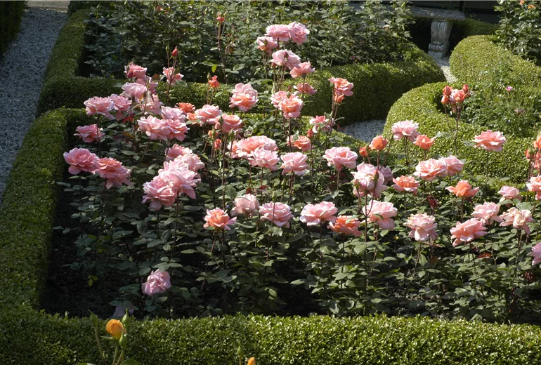 Edelrose, rosa