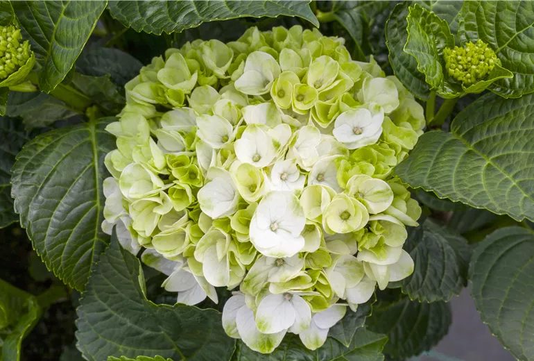 Hydrangea macrophylla 'Hochzeits-Hortensie®'